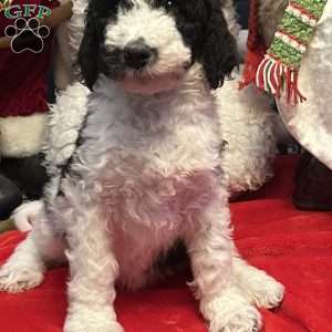 YARA, Bernedoodle Puppy