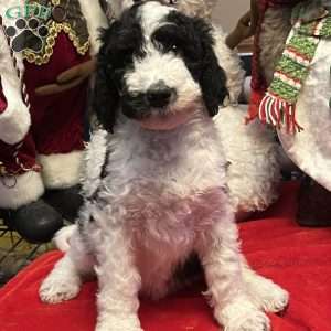 YARA, Bernedoodle Puppy