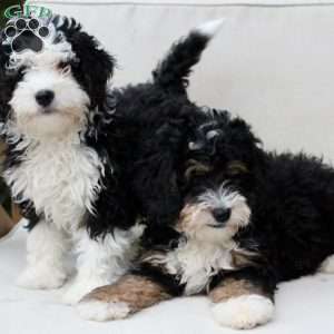 Layla, Bernedoodle Puppy