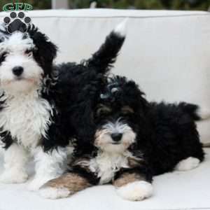 Layla, Bernedoodle Puppy