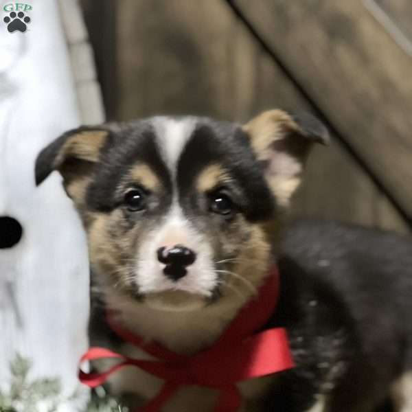 Brienne, Pembroke Welsh Corgi Puppy
