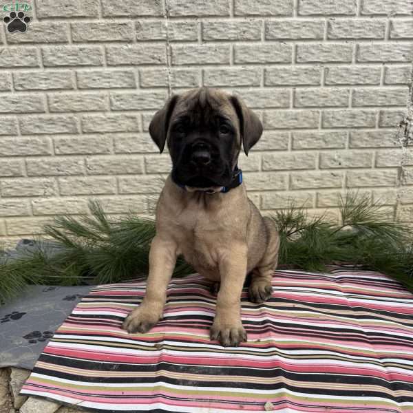 Baxter, English Mastiff Puppy