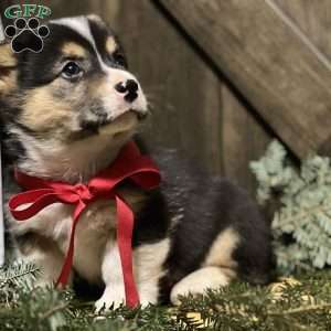 Brodie, Pembroke Welsh Corgi Puppy