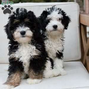 Layla, Bernedoodle Puppy