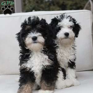 Layla, Bernedoodle Puppy