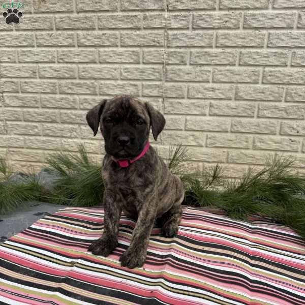 Bailey, English Mastiff Puppy