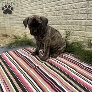 Bailey, English Mastiff Puppy