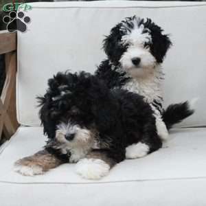 Layla, Bernedoodle Puppy