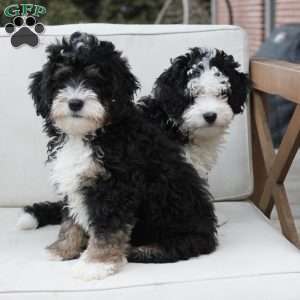 Layla, Bernedoodle Puppy