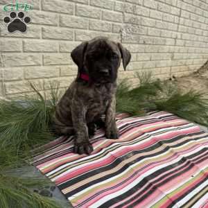 Bailey, English Mastiff Puppy