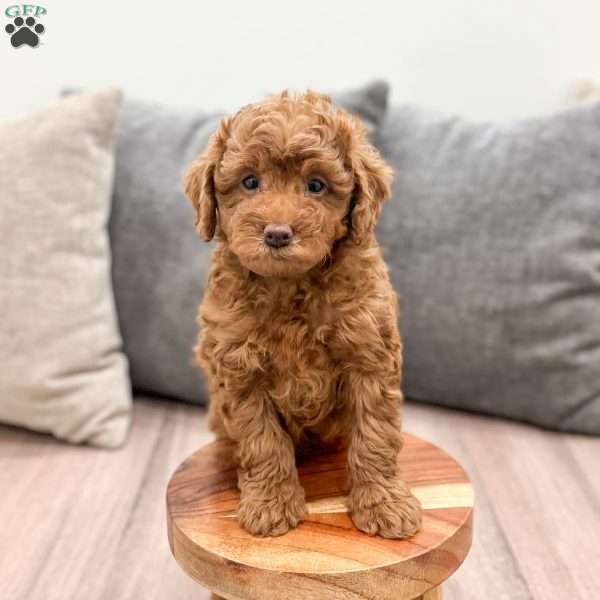 Rusty, Miniature Poodle Puppy