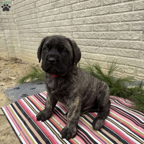 Booker, English Mastiff Puppy