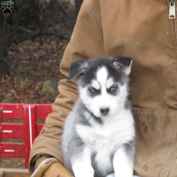 Nate, Siberian Husky Puppy