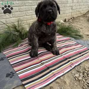 Booker, English Mastiff Puppy