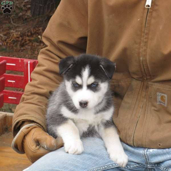 Nathanial, Siberian Husky Puppy