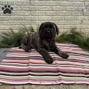 Booker, English Mastiff Puppy