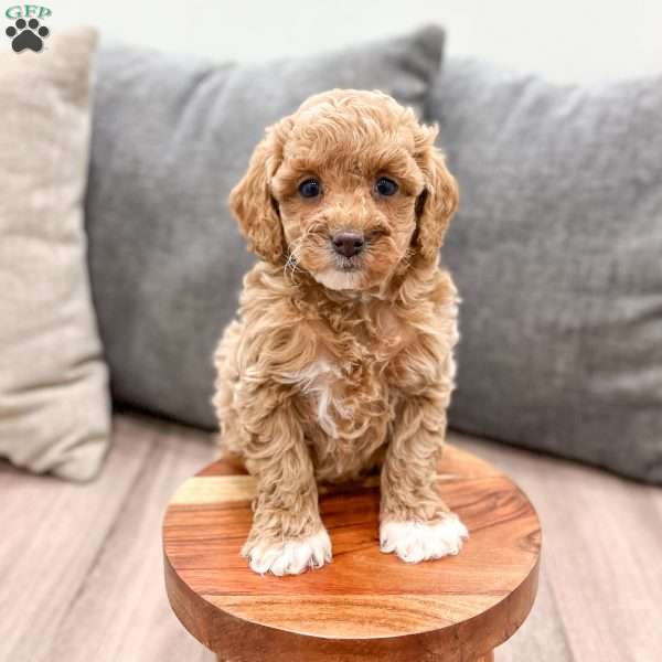 Hazel, Miniature Poodle Puppy