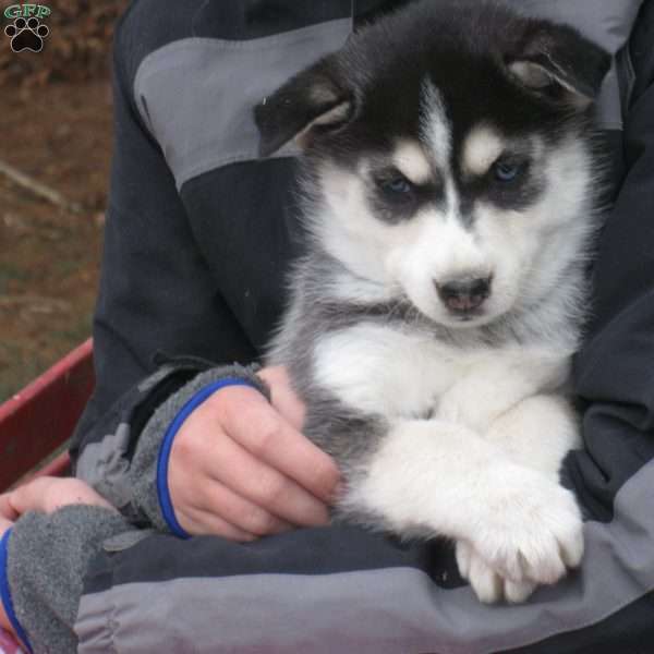 Nellie, Siberian Husky Puppy