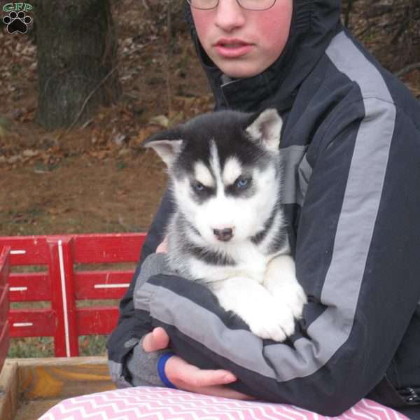 Nancy, Siberian Husky Puppy