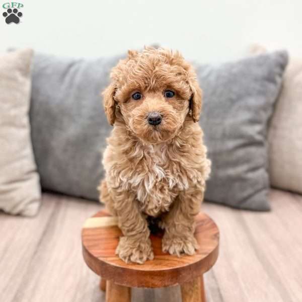 Finley, Miniature Poodle Puppy