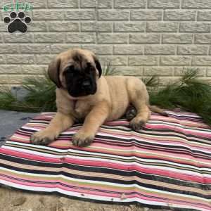 Beau, English Mastiff Puppy