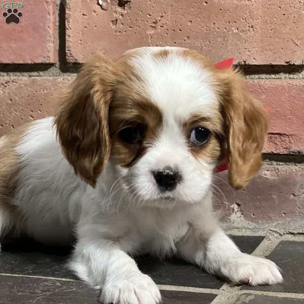 Joey, Cavalier King Charles Spaniel Puppy