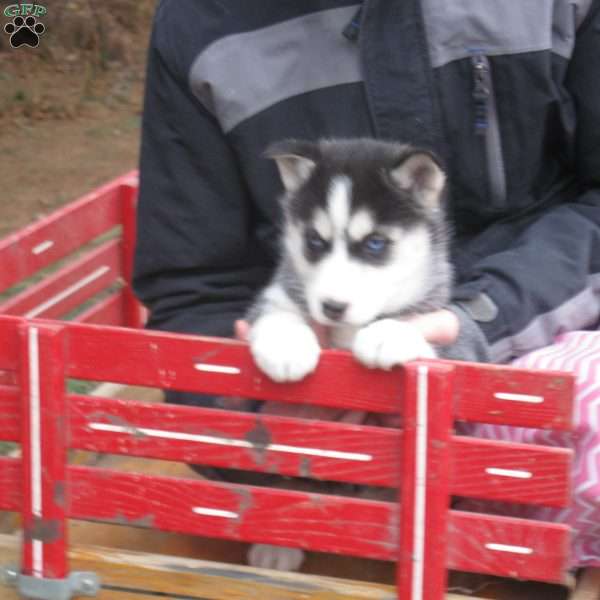 Nettie, Siberian Husky Puppy