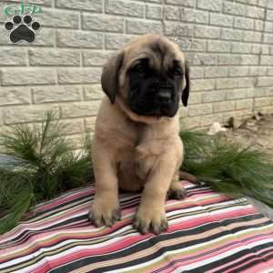 Beau, English Mastiff Puppy