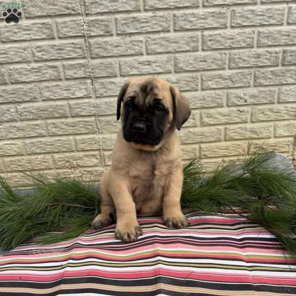 Beau, English Mastiff Puppy