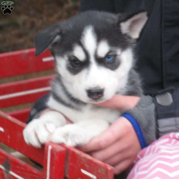 Nadine, Siberian Husky Puppy