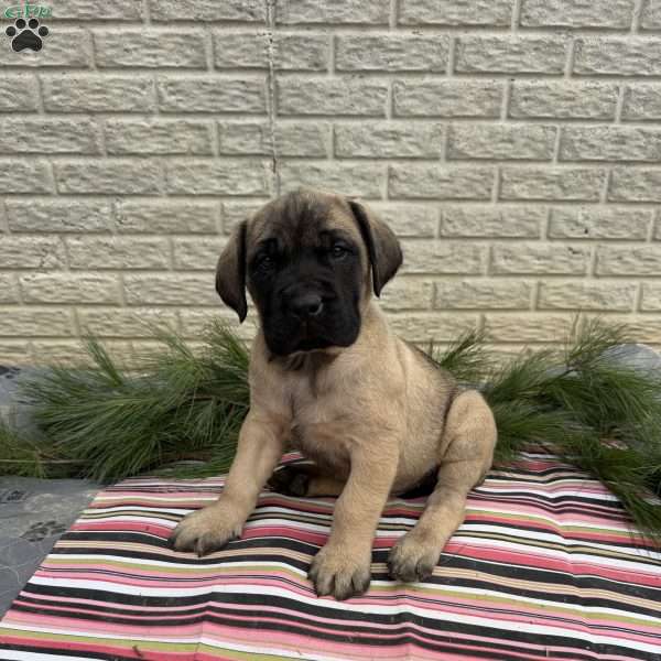 Blake, English Mastiff Puppy