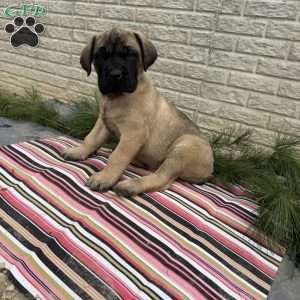 Blake, English Mastiff Puppy