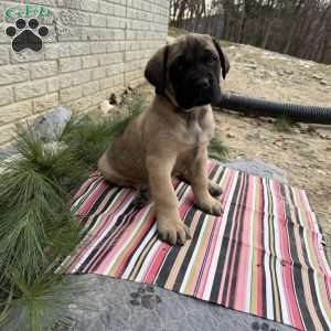 Blake, English Mastiff Puppy