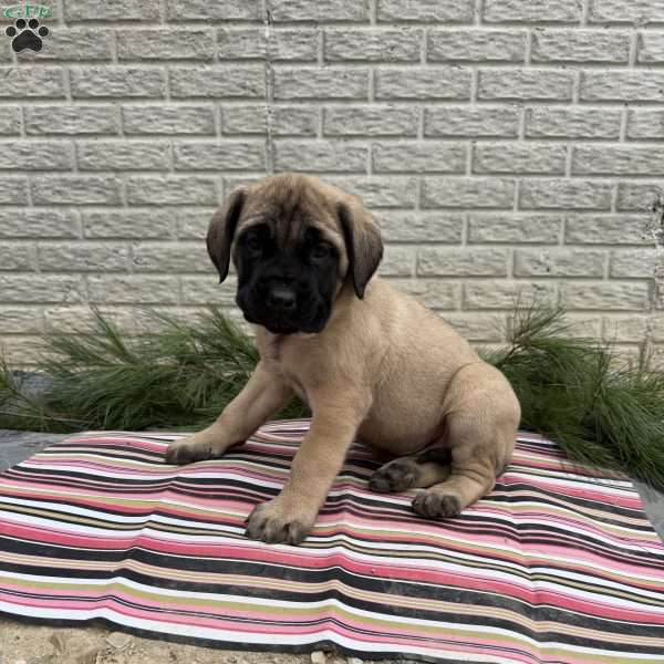 Brooke, English Mastiff Puppy