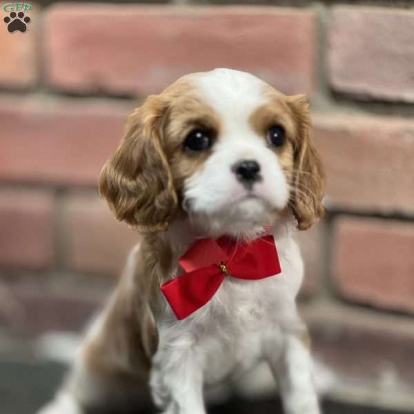 Jimmy, Cavalier King Charles Spaniel Puppy