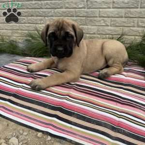 Brooke, English Mastiff Puppy