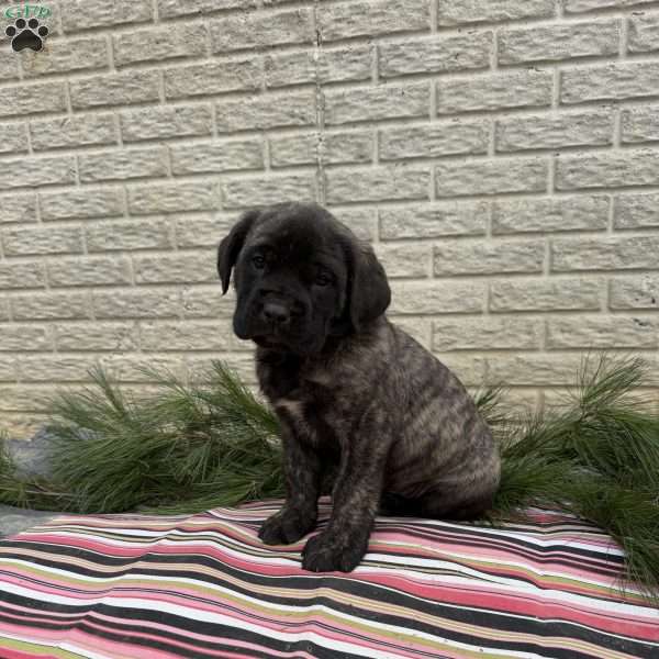 Bear, English Mastiff Puppy