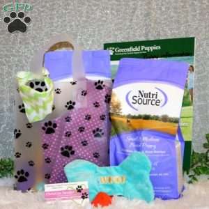 Wanda, Toy Poodle Puppy