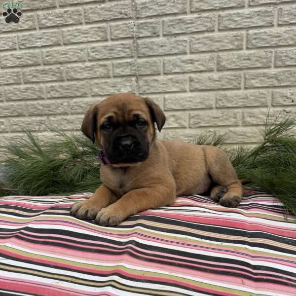 Bella, English Mastiff Puppy