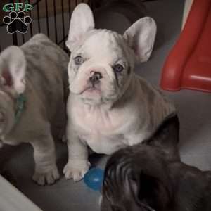 Levi, French Bulldog Puppy