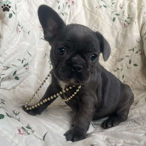 Maybelenn, French Bulldog Puppy