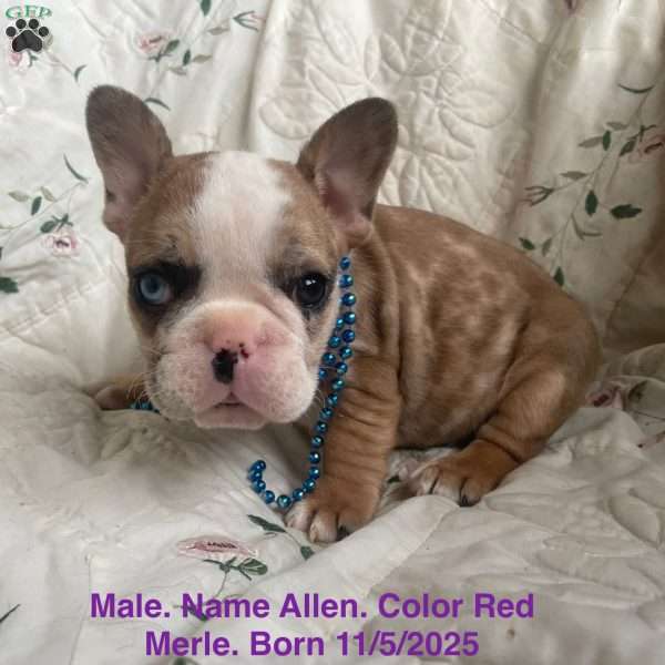 Allen, French Bulldog Puppy