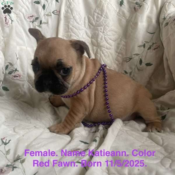 Katieann., French Bulldog Puppy