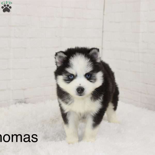 Thomas, Pomsky Puppy