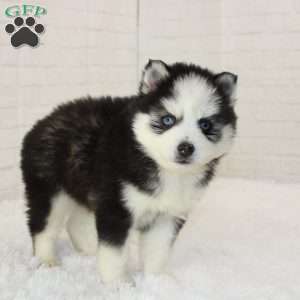 Thomas, Pomsky Puppy