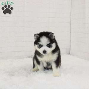 Thomas, Pomsky Puppy
