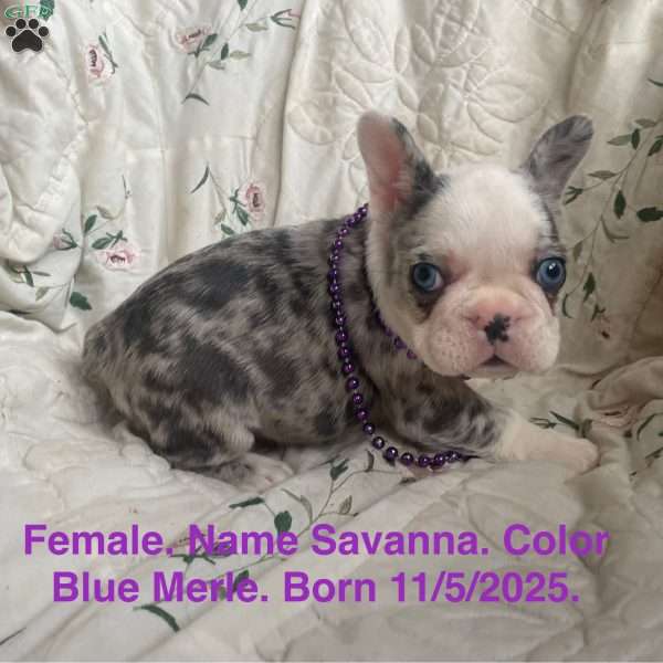 Savanna, French Bulldog Puppy