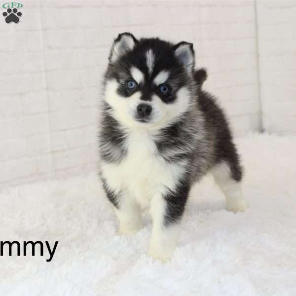 Tommy, Pomsky Puppy