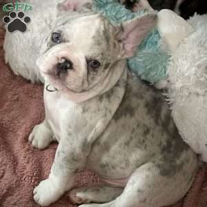 Levi, French Bulldog Puppy
