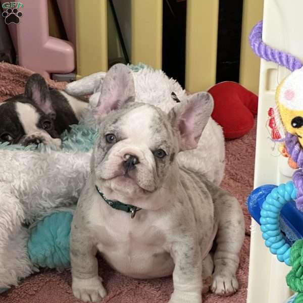 Levi, French Bulldog Puppy